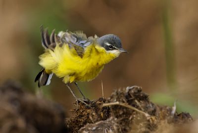 Yellow Wagtail