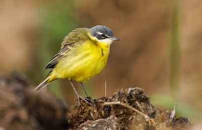 Yellow Wagtail