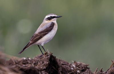 Northern Wheatear