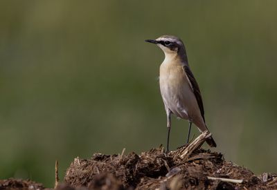Northern Wheatear