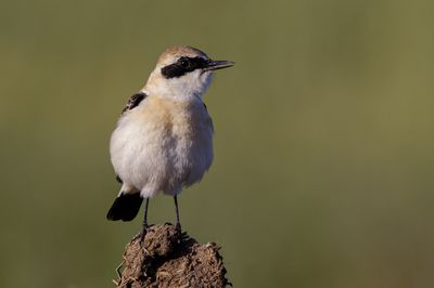 Northern Wheatear