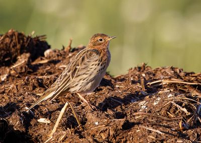 Red-throated Pipit   פיפיון אדום גרון