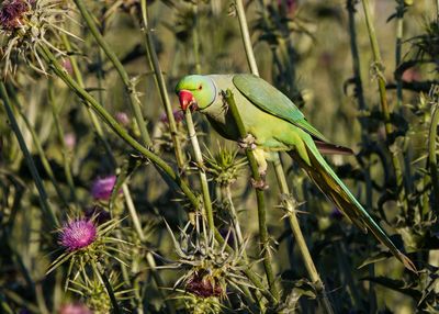 Rose-ringed Parakeet