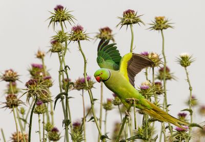 Rose-ringed Parakeet