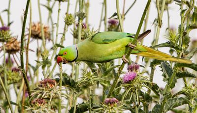 Rose-ringed Parakeet
