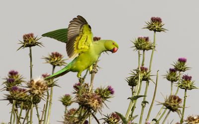 Rose-ringed Parakeet