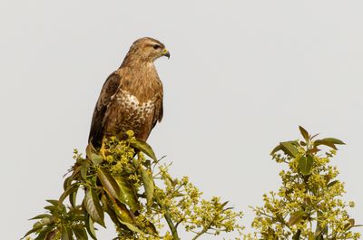 Common Buzzard