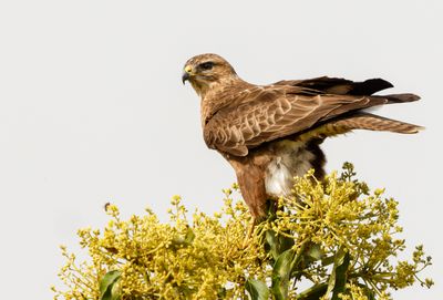 Common Buzzard