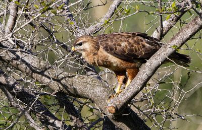 Common Buzzard