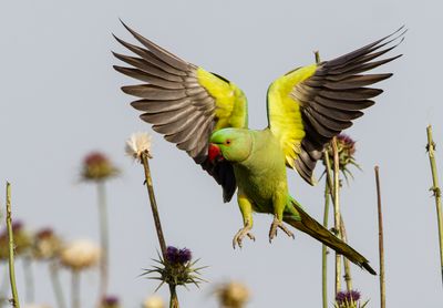 Rose-ringed Parakeet