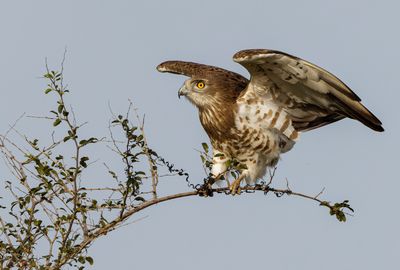 Short Toed Eagle
