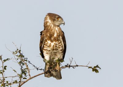 Short Toed Eagle