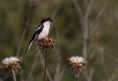 Woodchat Shrike