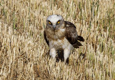 Short Toed Eagle