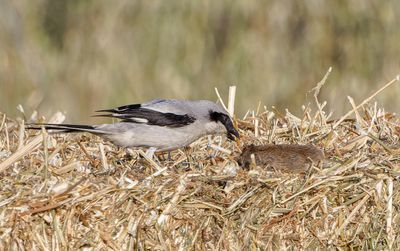 Great-gray Shrike