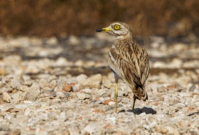 Stone curlew