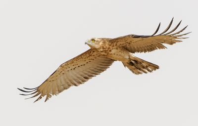 Short Toed Eagle