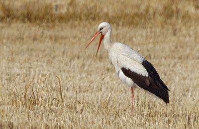 White Stork