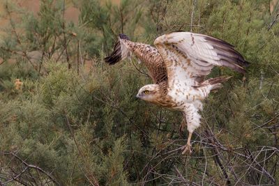 Short Toed Eagle