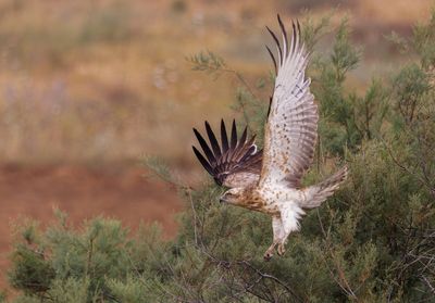 Short Toed Eagle