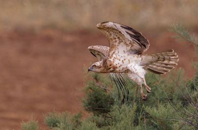 Short Toed Eagle