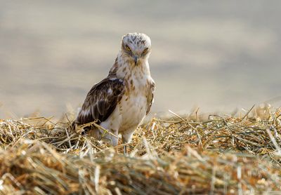 Short Toed Eagle 2023