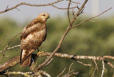 Common Buzzard