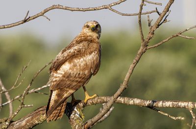 Common Buzzard