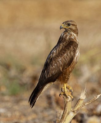 Common Buzzard