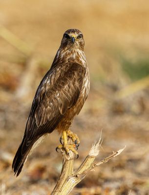 Common Buzzard