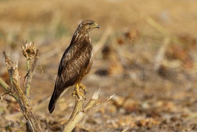 Common Buzzard