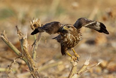 Common Buzzard