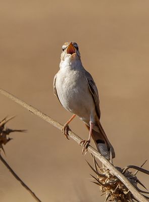 Rufous Bush Robin 