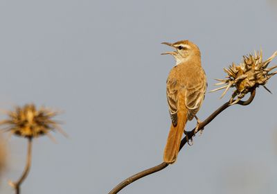 Rufous Bush Robin חמריה חלודת זנב