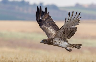 Short Toed Eagle