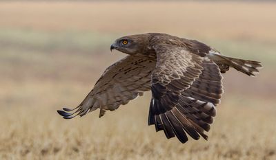 Short Toed Eagle