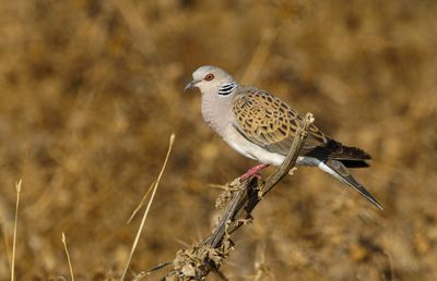 Turtle Dove
