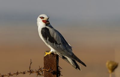 Black-winged kites