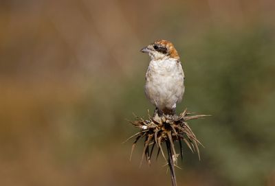 Woodchat Shrike