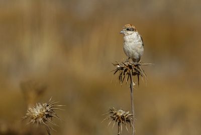 Woodchat Shrike