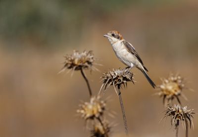 Woodchat Shrike