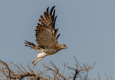 Short Toed Eagle