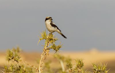 Woodchat Shrike