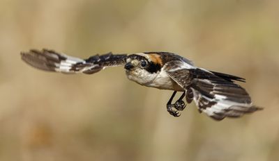 Woodchat Shrike