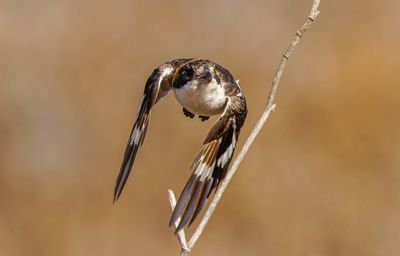 Woodchat Shrike