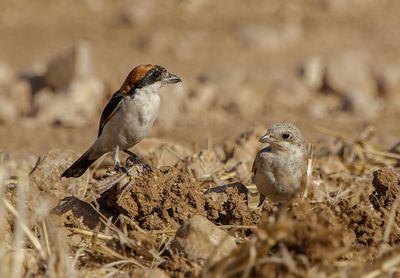 Woodchat Shrike