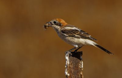 Woodchat Shrike