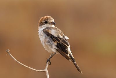 Woodchat Shrike