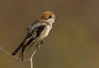 Woodchat Shrike