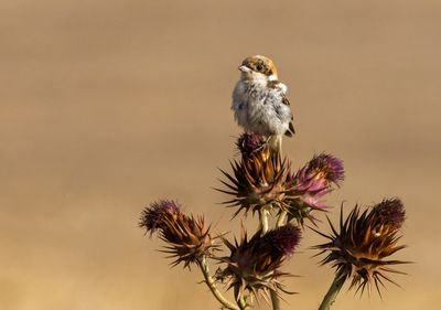 Woodchat Shrike